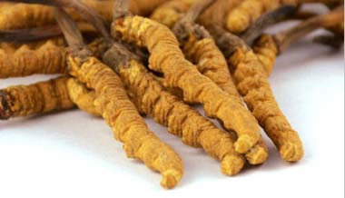 Grosir produsen Cordyceps